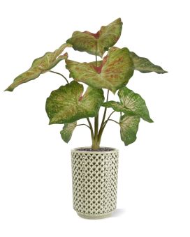 Artificial Caladium raspberry plant 40cm (bush)