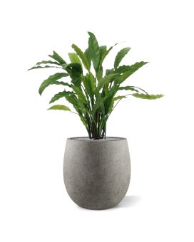 Artificial Calathea green 60cm