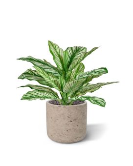 Artificial Calathea Whitestar RT plant 35cm (bush)