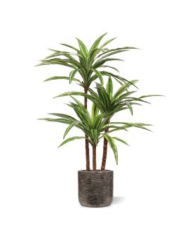 Replica Draceana Massangeana plant Deluxe 95cm