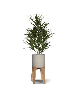 Artificial Draceana Reflexa Anita 70cm plant
