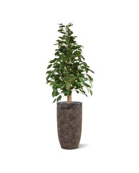 Artificial Ficus Exotica 120cm green