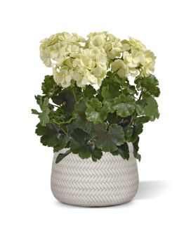Artificial Geranium PL XL 40cm cream UV poof