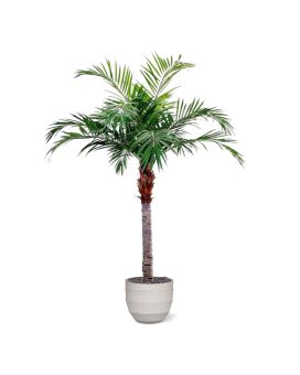 Giant Artificial Majesty Palm Giant 350cm
