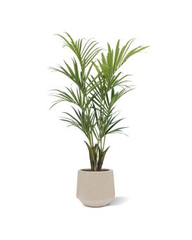 Kentia artificial palm Deluxe 165 cm