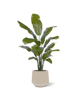 Artificial Traveller Palm promo 160cm