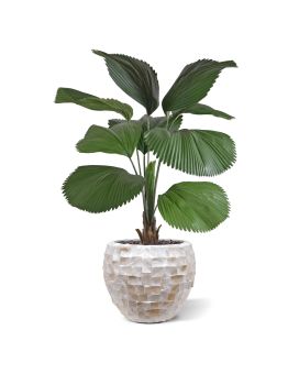 Licuala artificial palm 115cm