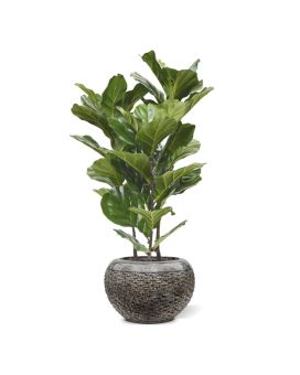 Artificial Lyrata plant 95 cm