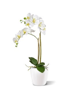 Artificial Phalaenopsis Orchid 65cm White