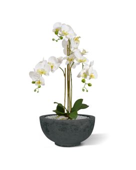 Artificial Phalaenopsis Orchid 75cm white