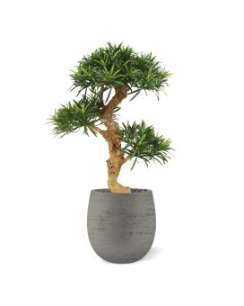 Artificial Podocarpus Bonsai tree x3 65cm on base