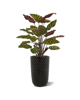 Artificial Red Calathea Makoyana plant 60cm