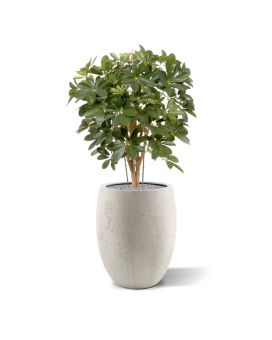 Artificial Schefflera plant 80cm