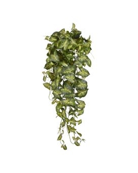 Syngonium hanging plant 90cm - variegated
