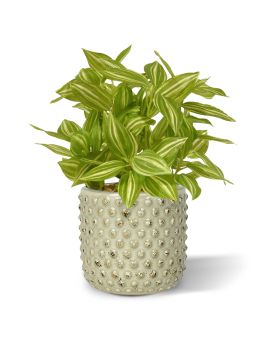 Artificial Tradescantia varigated 18cm