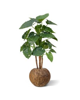 Alocasia Calidora Deluxe x4 125 cm