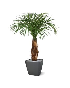 Artificial Areca Palm tree 120cm