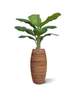 Artificial Banana Royal 165cm palm tree