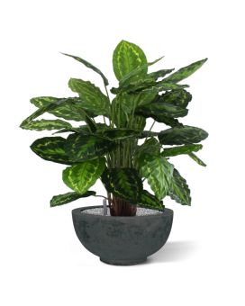 Artificial Calathea Rosea Picta 80cm