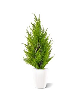Artificial potted Cypress plant 45cm yellow green