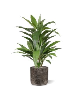 Artificial Draceana plant Green 80cm