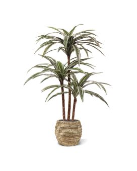 Faux Draceana Deluxe plant varigated 95cm