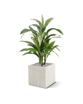 Artificial Draceana plant variegated 80 cm