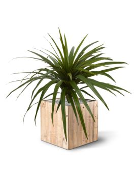 Artificial Draceana Marginata Bouquet 50 cm