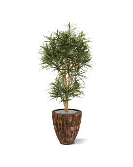 Artificial Draceana Reflexa Anita tree 160 cm