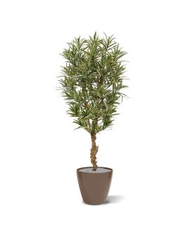 Artificial Draceana Reflexa 150 cm variegated