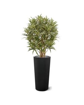 Artificial Draceana Reflexa 100cm