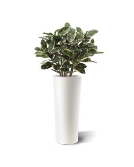 Artificial Elastica Robusta 100 cm