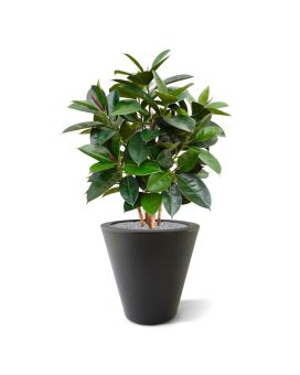 Artificial Elastica Robusta 90 cm green FR