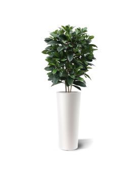 Artificial Ficus Cyathistipula 120 cm Deluxe