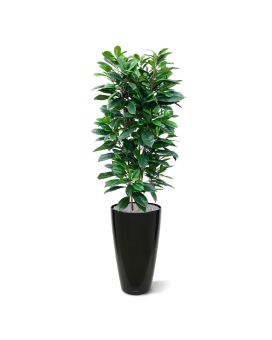 Artificial Ficus Cyathistipula Deluxe 160 cm