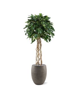 Artificial Ficus Exotica ball 150 cm