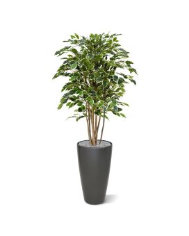 Artificial Ficus Exotica Deluxe 125 cm variegated