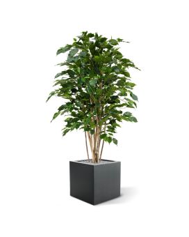 Artificial Ficus Exotica Deluxe 125 cm green