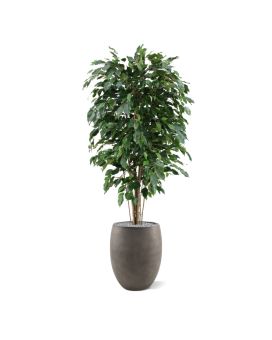 Artificial Ficus Exotica Deluxe 150 cm green