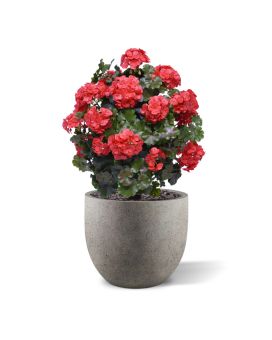 Artificial Geranium ball plant 50cm UV red