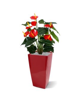 Faux Anthurium Deluxe red 50cm