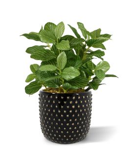 Faux Fittonia plant varigated 18cm