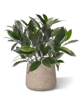 Artificial Bay Laurel plant 35 cm UV in pot