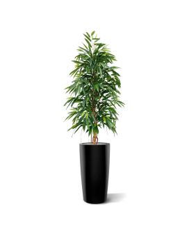Artificial  Longifolia Royal 175 cm