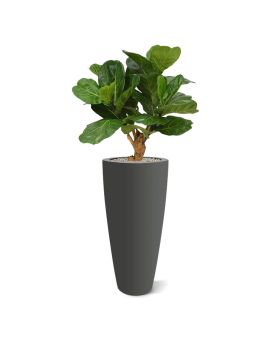 Artificial Lyrata Deluxe 80 cm on trunk