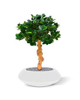 Artificial Panda Bonsai 60 cm on foot