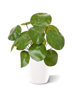 Artificial Chinese Money plant 20 cm in pot