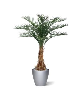 Artificial Phoenix Palm Deluxe 180 cm
