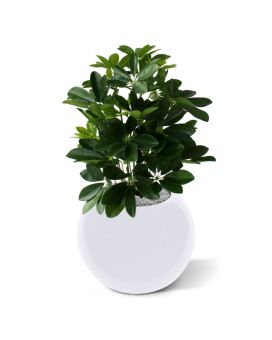 Artificial Window Schefflera plant 50cm
