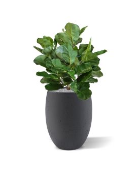 Artificial Royal Lyrata ball deluxe plant 75 cm